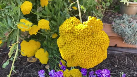 achillea filipendulina “ cloth of gold” in a pot