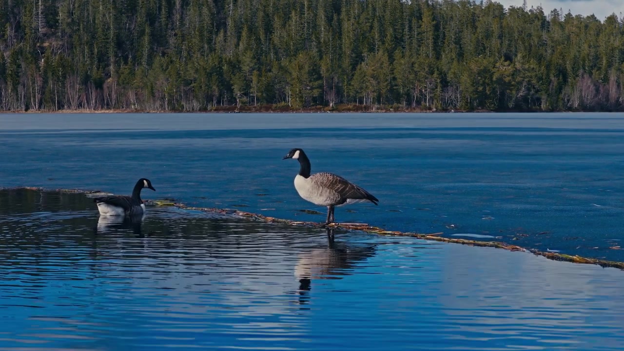 Canada geese swimming on a tranquil lake, with calm water surrounding the birds and a peaceful natural setting