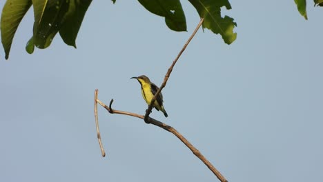 Yellow-rumped-warbler-UHD-$k-mp4-