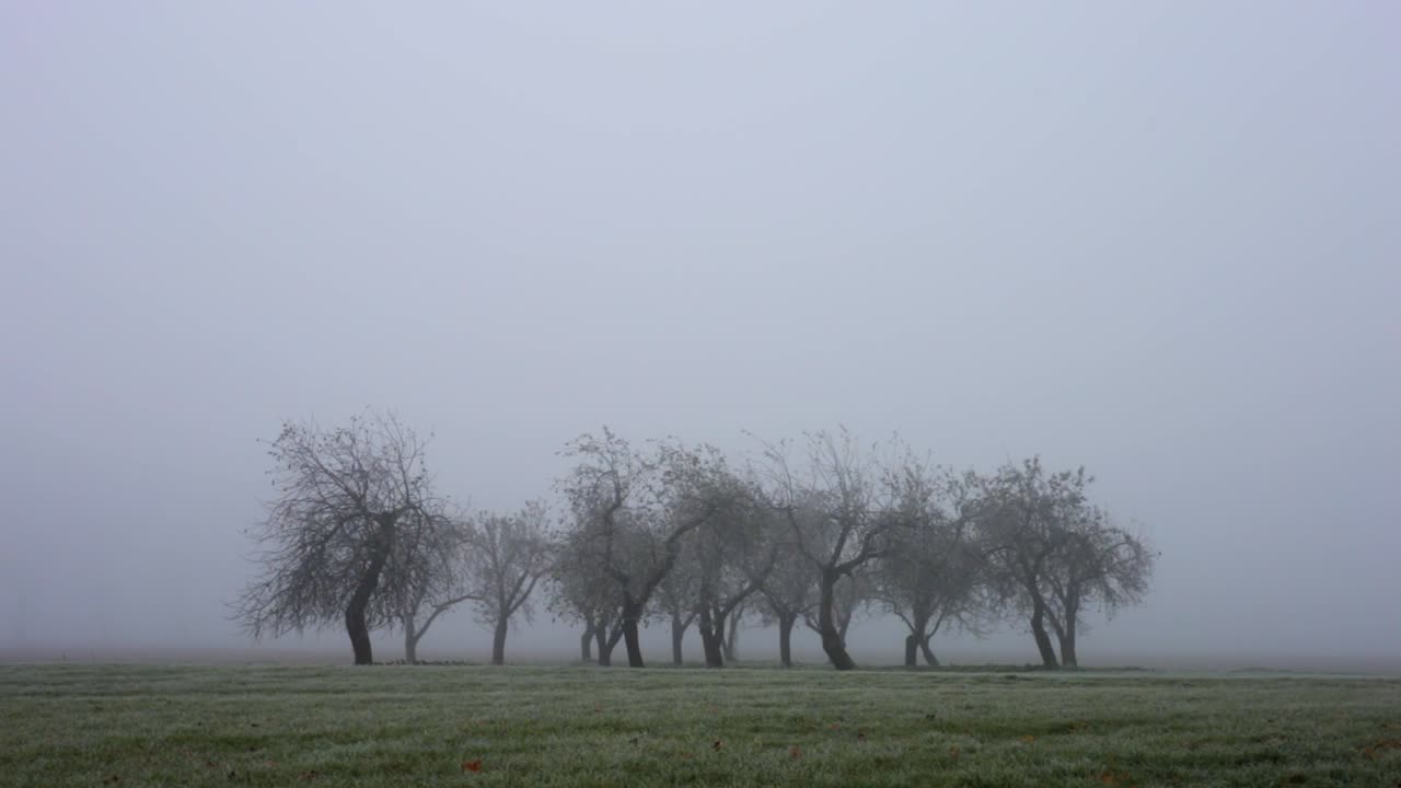 Group of trees in a valley in a cloudy early morning -  wide shot