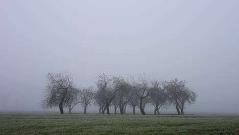 group of trees in a valley in a cloudy early morning -  wide shot