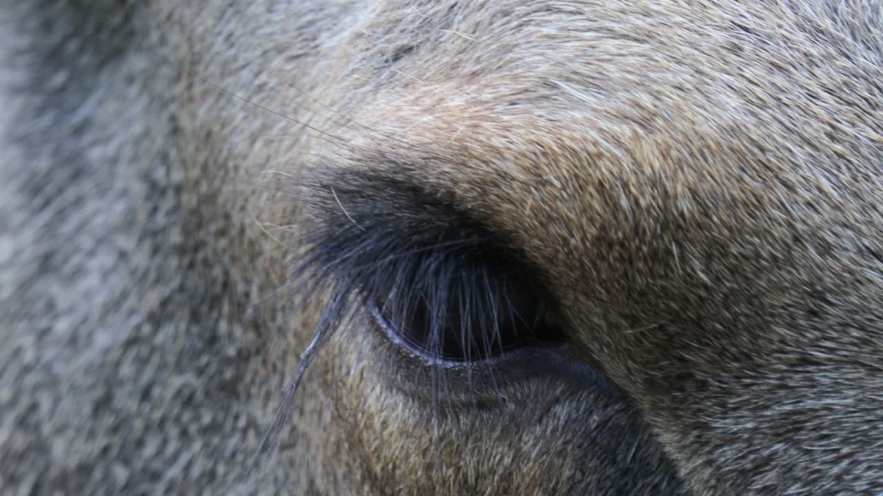 야생 로스 아이 클로즈업