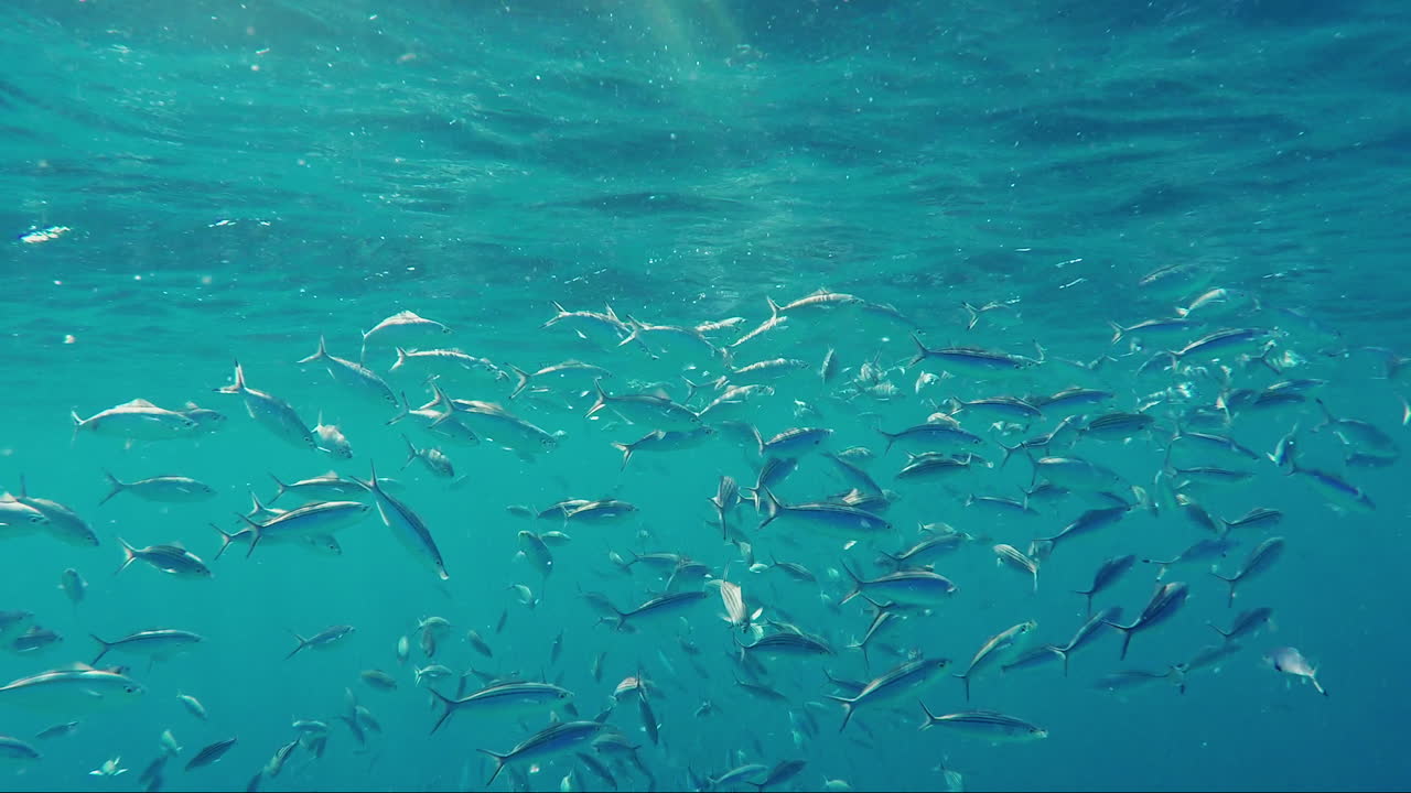 홍해 플루질리에 물고기 무리가 태양 아래에서 플랑크톤을 먹고 있습니다 1