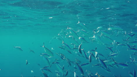 a flock of red sea flusilier fish feeds on plankton in the sun 1