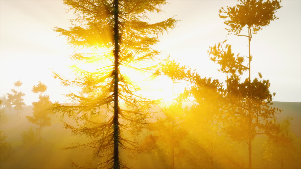 안개 숲에서 나무를 통해 해가 뜨는