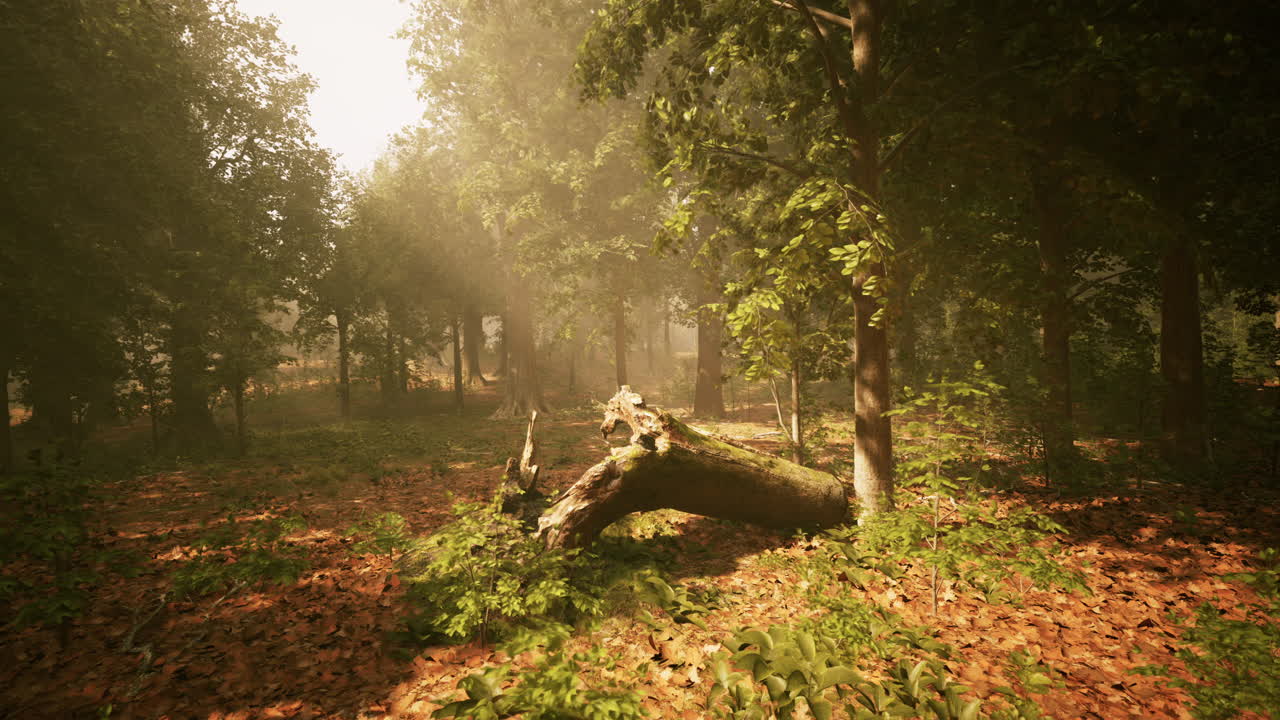 빛 과 안개 가 있는 숲 의 길