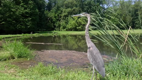 grey-heron-bird