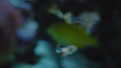 niña pequeña en el acuario mirando peces niño curioso viendo colorida vida marina nadando en el tanque aprendiendo sobre animales marinos en el ecosistema submarino niño curioso en el oceanario