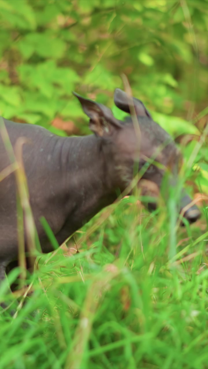 Un cane esplora i dettagli a livello del suolo mentre cammina all'aperto. Zampe, ventre e orecchie appaiono brevemente durante il movimento in avanti. Il primo piano cattura la pelliccia scura e le zampe in mezzo al fogliame verde esterno