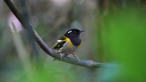 a hihi bird on a branch in new zealand