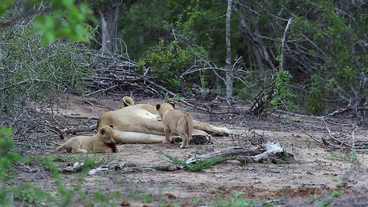 speelse leeuwenwelpen spelen met de staart van hun moeder in de afrikaanse wildernis