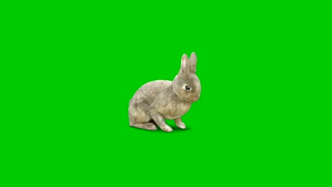 el olor del conejo en la pantalla con fondo de pantalla verde