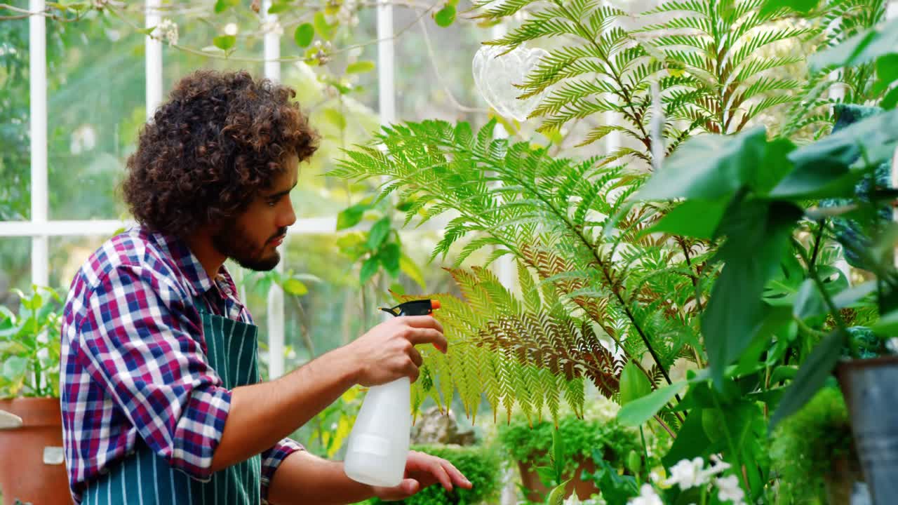 hombre rociando agua en las plantas