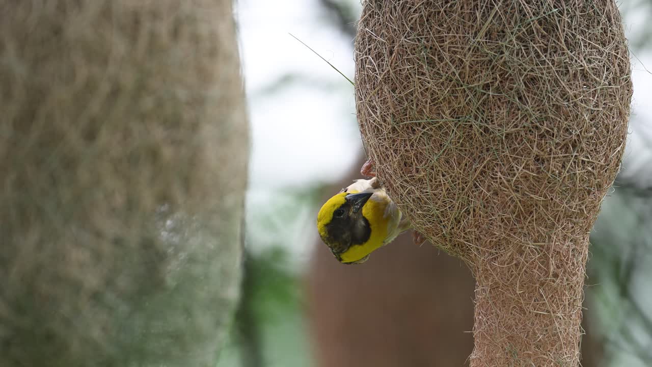 Detailed shot of bird weaving its delicate nest with precision