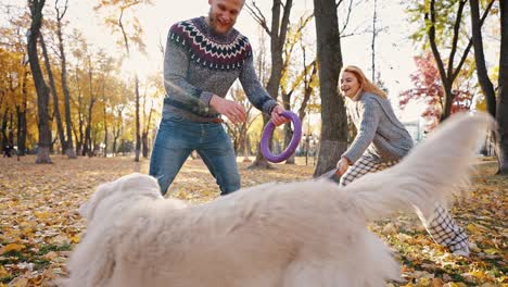 young happy man and woman playing with their dog in autumn park, practicing pet training with rubber circle and laughing