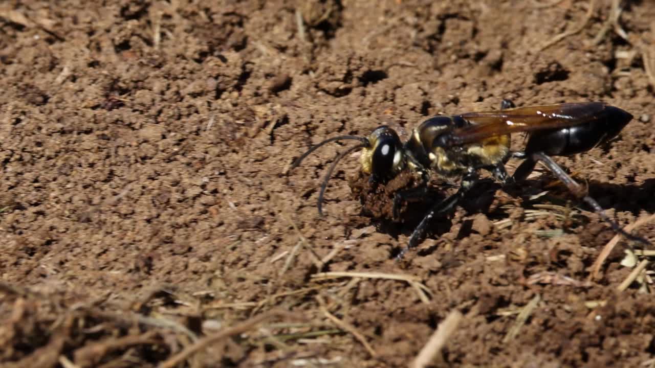A wasp moves across dry soil, navigating around grass fragments in a natural setting.