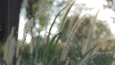 mythical-grass-blowing-in-the-wind