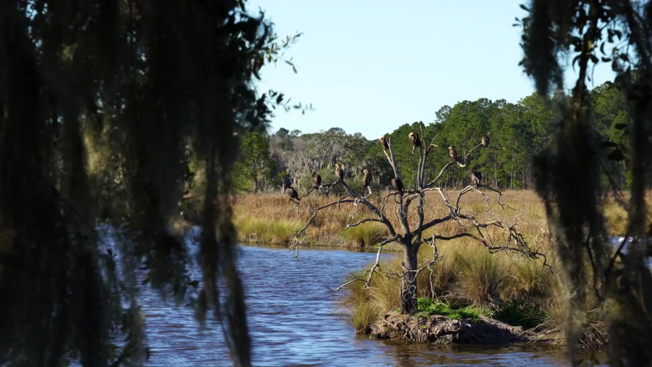 Een boom vol aalscholvers is te zien zonnend in het Donnelly Wildlife Management-gebied in Green Pond, South Carolina, door Spaans mos dat aan cipressen hangt