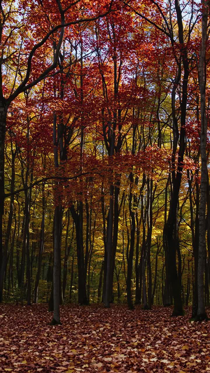 Vibrant autumn forest with red and orange leaves, captured from a low angle
