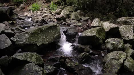 Handheld-footage-of-Cedar-Creek-along-the-Curtis-Falls-Walking-Track,-Tamborine-Mountain