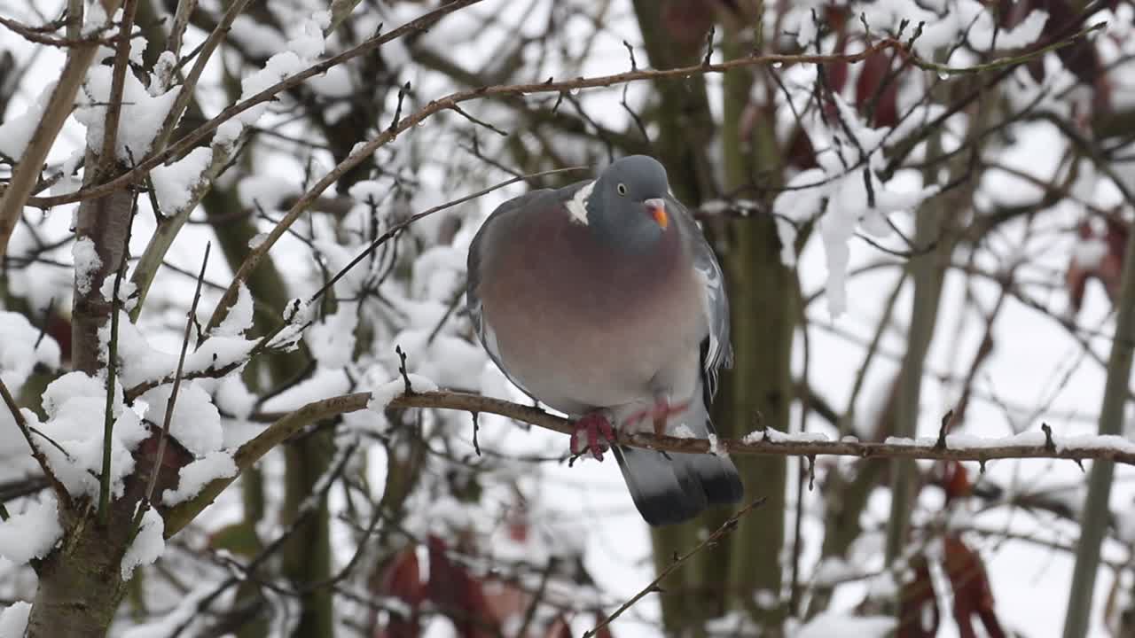 눈 덮인 과일 나무에 woodpigeon columba palumbusow