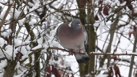 Woodpigeon-Columba-palumbusow-in-snow-covered-fruit-tree