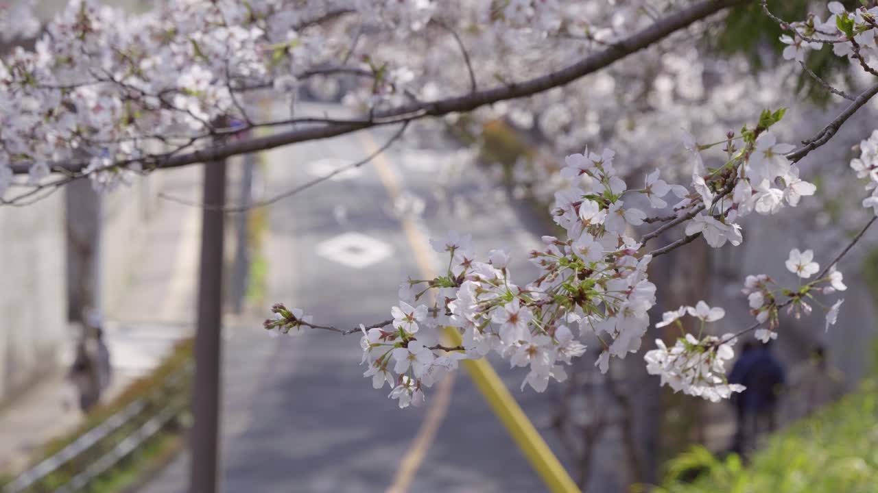 Background blur scenery in Japan during Sakura cherry blossoms