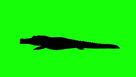 Silhouette-of-a-crocodile-walking,-on-green-screen,-side-view