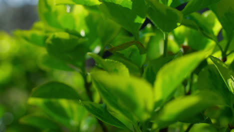 Green-leaf-growing-tree-in-natural-environment.-Abstract-summer-vibrant-plant.