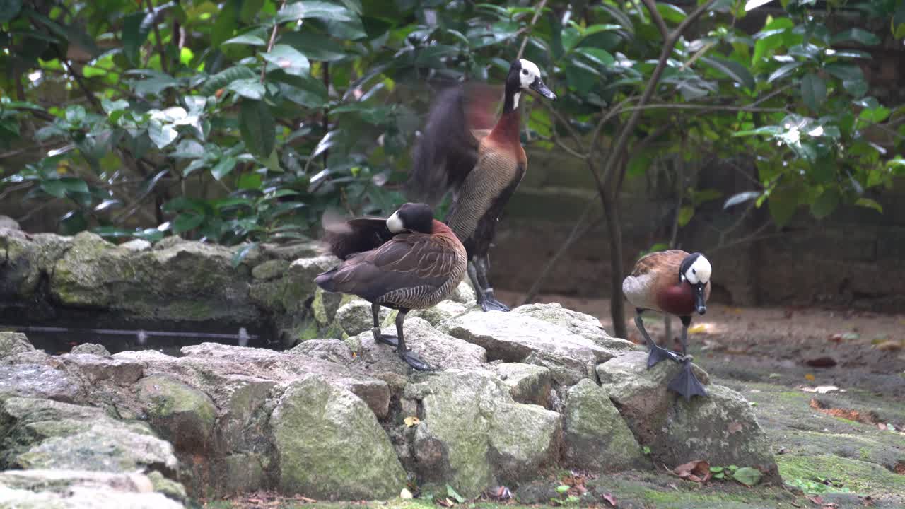 야생 거위 가  ⁇ 털 을 청소 한다