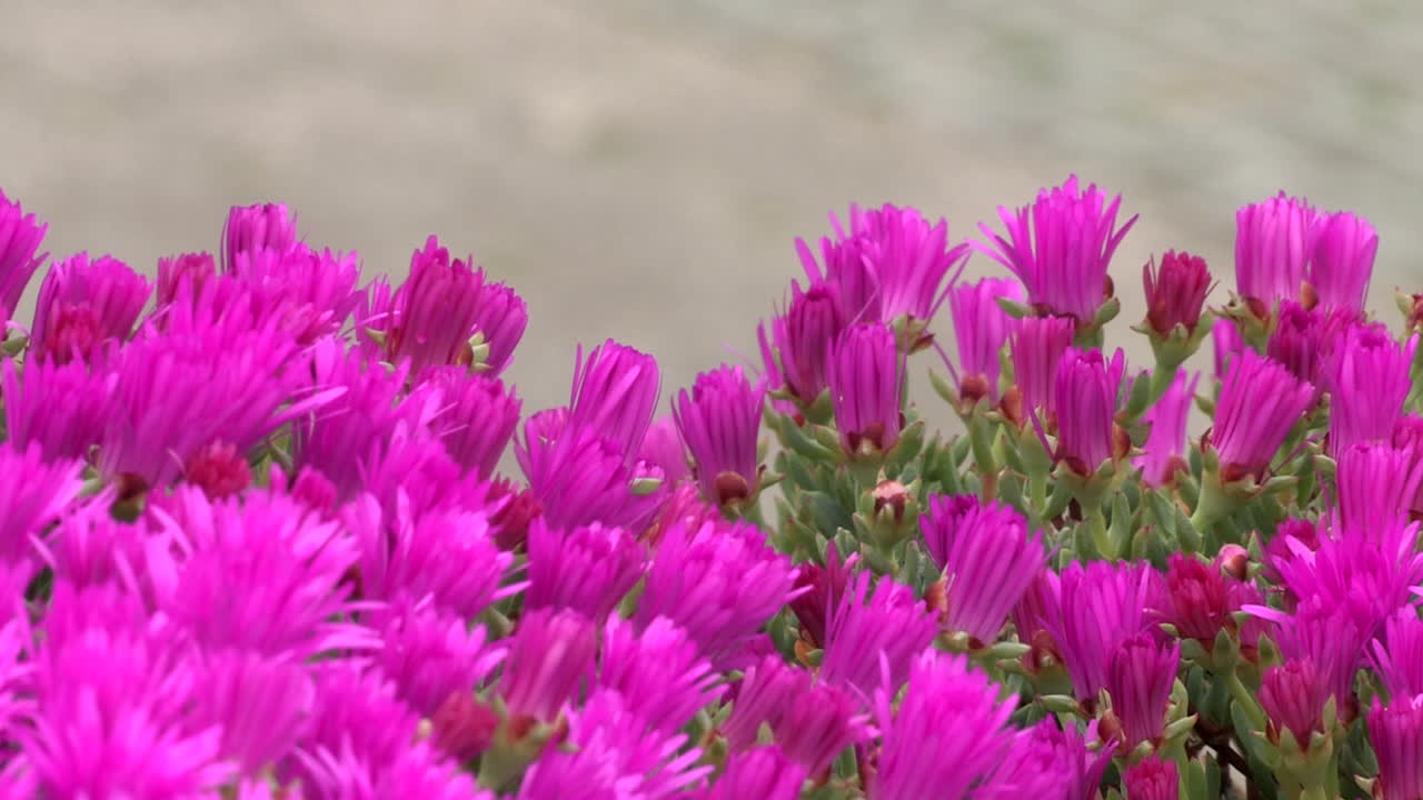 alfombra rosa de pequeñas plantas de delospermas con la flor rosa