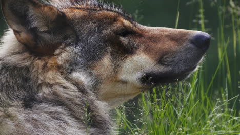 closeup of wolf face, lying on grass and sniffing, in slowmotion