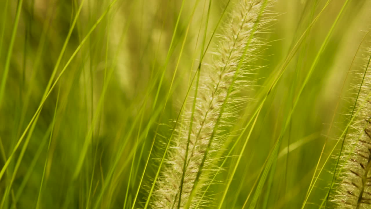 hierba de caña que sopla suavemente con la brisa, cierre la sartén