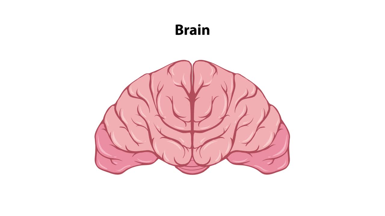 A medical animation transitions from a full-body anatomical view to a close-up of the human brain, using smooth zoom and labeling effects
