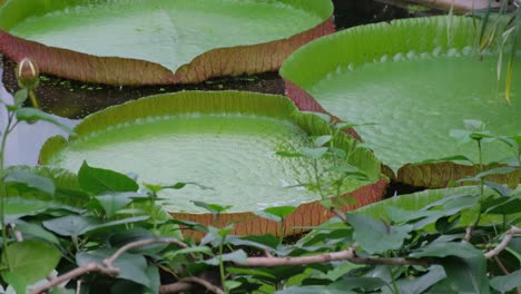 a new species of giant water lily exotic water plants a new species of giant water lily exotic water plants