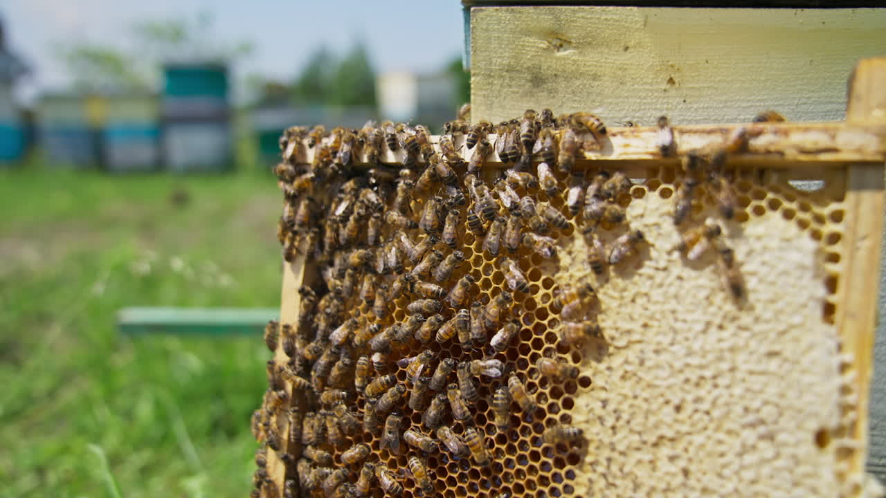 Bee brood covering the half of the honeycomb frame. Honeycomb full of honey with half-sealed cells. Blurred background.