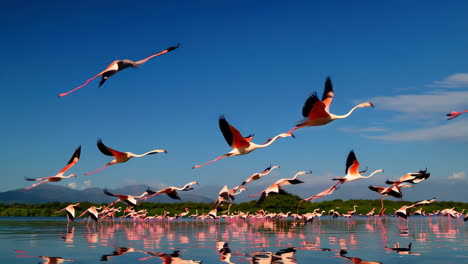 Flamingos in Flight Over Water