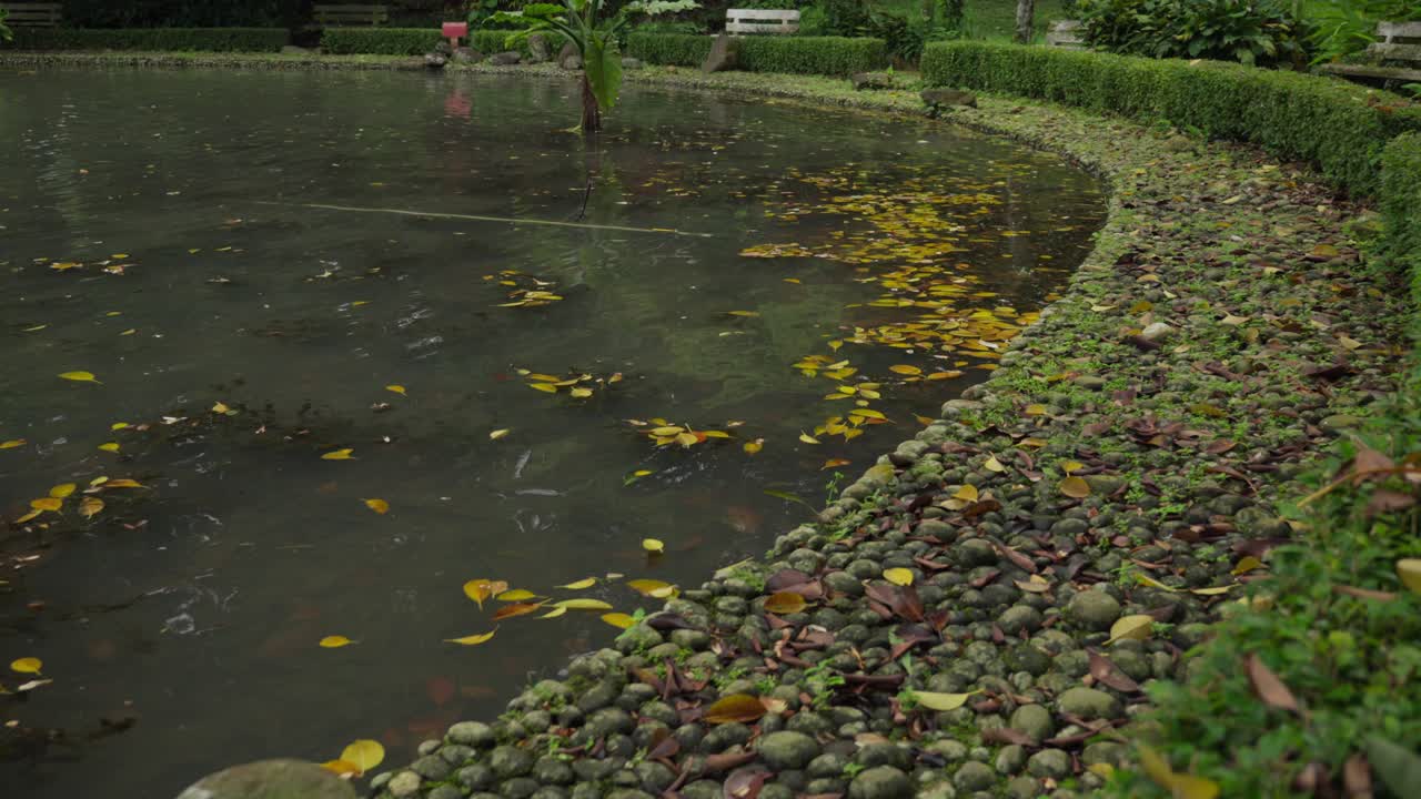 Overgrown Pond, View Along Edge Of Pond In Botanical Garden With Shrub, Lush Plants Around and Leaves Floating