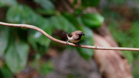 Auf-Einer-Rebe-Thront-Und-Nach-Rechts-Und-In-Die-Umgebung-Blickt,-Schuppige-Munia-Oder-Gefleckte-Munia-Lonchura-Punctulata,-Thailand