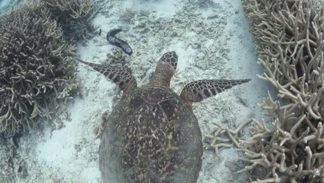 a snorkelers view observing a hawksbill turtle swimming in the shallow waters of a coral quay