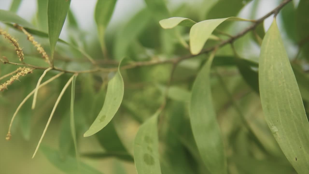 hojas de arbusto en el viento
