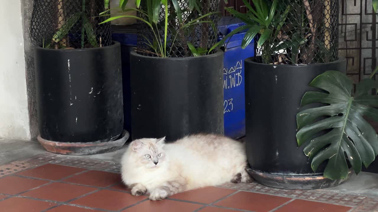 Gatto che osserva curiosamente il suo ambiente in una giornata serena, mostrando la sua morbida pelliccia