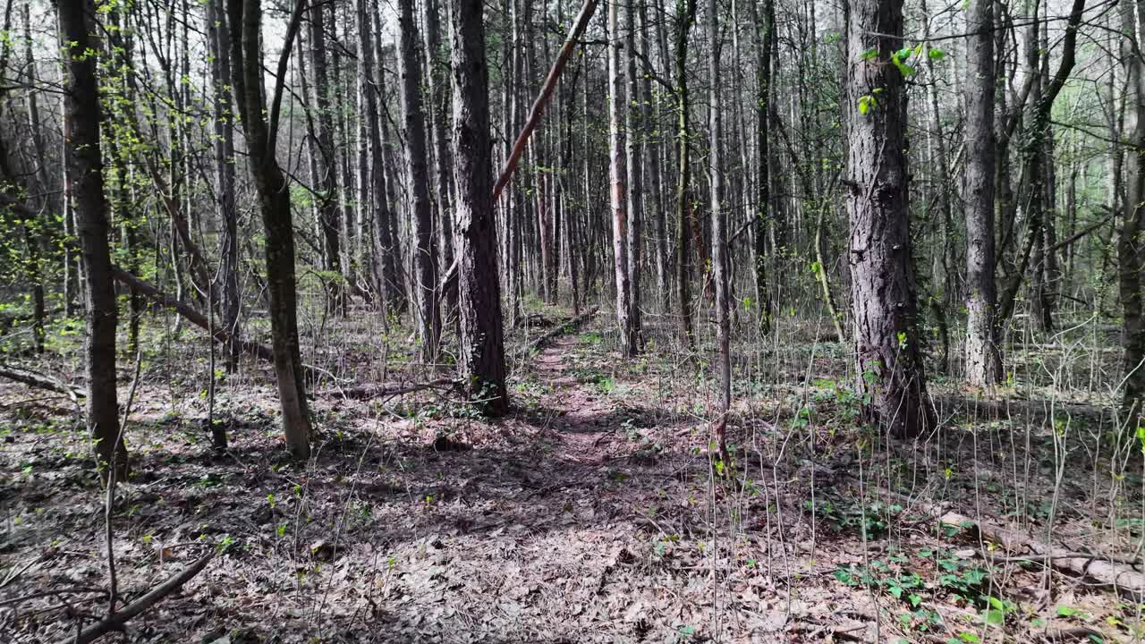 Moving slowly through tall woodland tree immersive environment POV