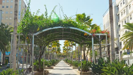 Palm-trees-in-the-streets-of-Santa-Cruz,-Tenerife