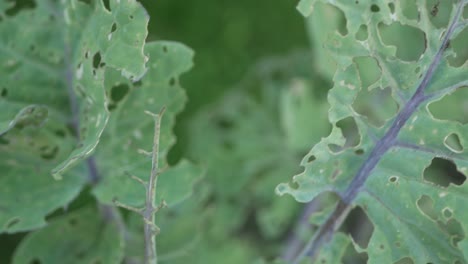 leaves of cabbage with many holes, eaten by pests, tracking shot