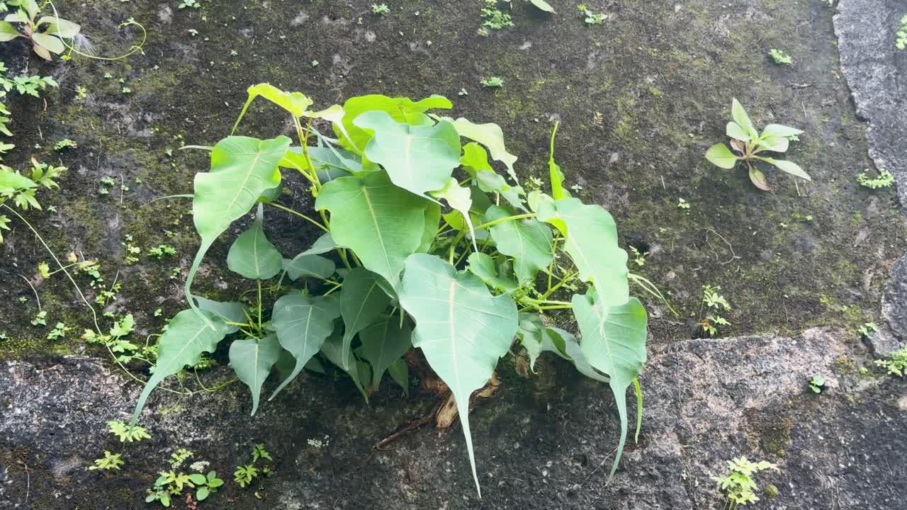 Imagem estática de folhas vibrantes e verdes de Ficus religiosa crescendo contra uma parede de pedra texturizada e musgosa