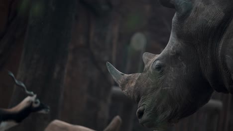 Graceful-white-rhino-resting-standing-still,-close-up-shot-of-head