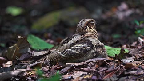 Sleepy-Large-tailed-Nightjar-Bird-And-Its-Chick-Resting-On-Ground-At-Singapore-Botanical-Garden