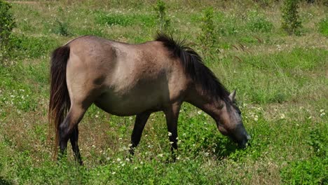 Ein-Braunes-Pferd,-Das-Nach-Rechts-Zeigt,-Während-Es-Auf-Einem-Ackerland-In-Thailand-Weidet