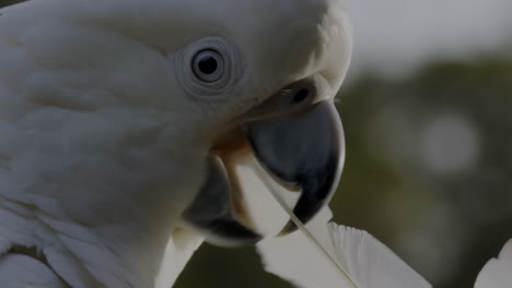 close-up of a white cockatoo